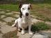 Jack Russell Teriér - Prodej