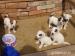 Jack Russell Teriér - Prodej