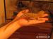 Pogona Henrylawsoni - Predaj