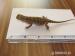 Pogona Henrylawsoni - Predaj