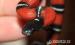 Koralovky Lampropeltis Triangulum Nelsoni - Predaj