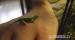 Mláďatá Chameleóna jemenského - Predaj