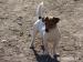 Jack Russell terier - Predaj