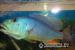 Aristochromis christyi - Predaj