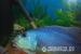 Aristochromis christyi - Predaj
