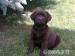 Labrador retriever - Predaj