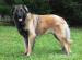 Estrelský pastiersky pes, Portugalský Leonberger - Predaj