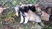 Estrelský pastiersky pes, Portugalský Leonberger - Predaj