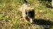 Estrelský pastiersky pes, Portugalský Leonberger - Predaj