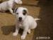 Jack Russell Teriér - Prodej