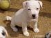 Jack Russell Teriér - Prodej
