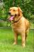 Šteniatka Zlatý Retriever - Predaj