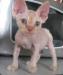 Kocourek devon rex - Predaj