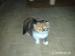 Čistokrevná perská kočka bez PP - Prodej