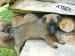 Malinois s PP - Prodej
