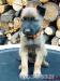 Malinois s PP - Prodej
