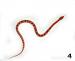 Pantherophis guttatus - Prodej