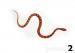 Pantherophis guttatus - Prodej