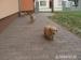 Šteniatka Zlatý Retriever - Predaj