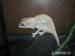 Chameleon pardali (Furcifer pardalis) Ambilobe - Predaj