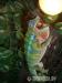 Chameleon pardali (Furcifer pardalis) Ambilobe - Predaj