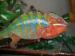 Chameleon pardali (Furcifer pardalis) Ambilobe - Predaj