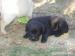 Steniatka Labrador retriever, 3 cierni psici - Predaj
