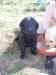Steniatka Labrador retriever, 3 cierni psici - Predaj