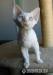 Devon rex - Predaj