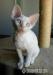 Devon rex - Predaj