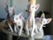 Devon rex - Predaj
