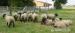 Ovce, anglické plemeno Suffolk - Predaj