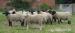 Ovce, anglické plemeno Suffolk - Predaj