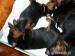 Rottweiler bez PP po rodičích s PP - Prodej