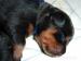 Rottweiler bez PP po rodičích s PP - Prodej