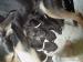 Kríženci po výborných rodičoch - Predaj