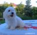 Coton de Tulear - Predaj