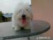 Coton de Tulear - Predaj