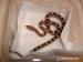 Užovka červená (Pantherophis guttatus) - Prodej
