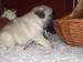 Mops - Predaj