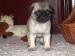 Mops - Predaj