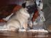 Mops - Predaj