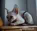 Kocięta rasy Devon Rex - Sprzedaż