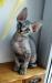 Kocięta rasy Devon Rex - Sprzedaż