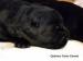 Labrador Retriever biszkoptowe i czarne chłopaki - Sprzedaż