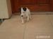 Jack russel - Predaj