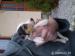 Jack russel - Predaj