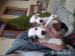 Jack russel - Predaj