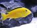 Labidochromis caeruleus yellow - Predaj