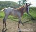 Žrebček Quarter horse, nar. 2011 - Predaj